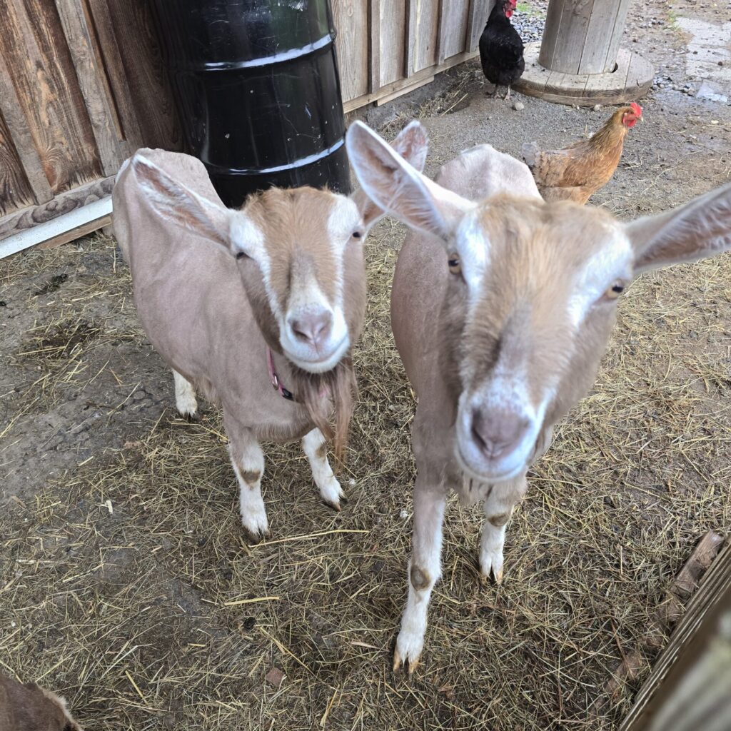 Two toggenburg goats standing in front of a brown barn.